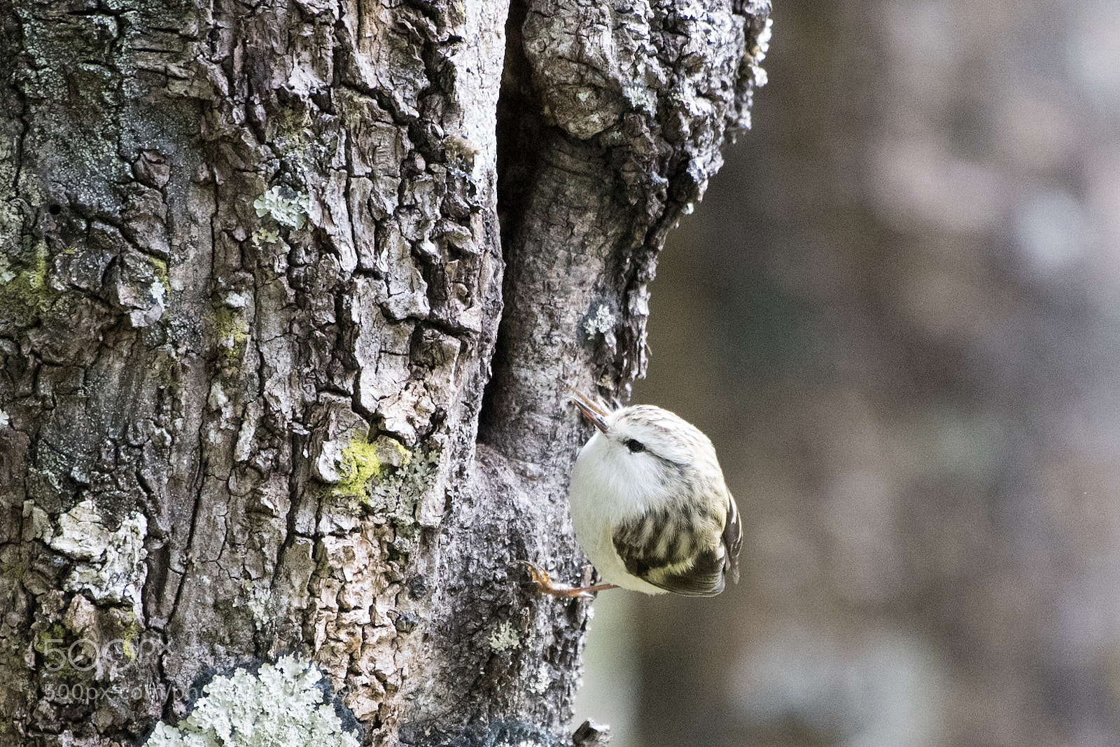Nikon D500 sample photo. Rifleman t tipounamu acanthisitta photography
