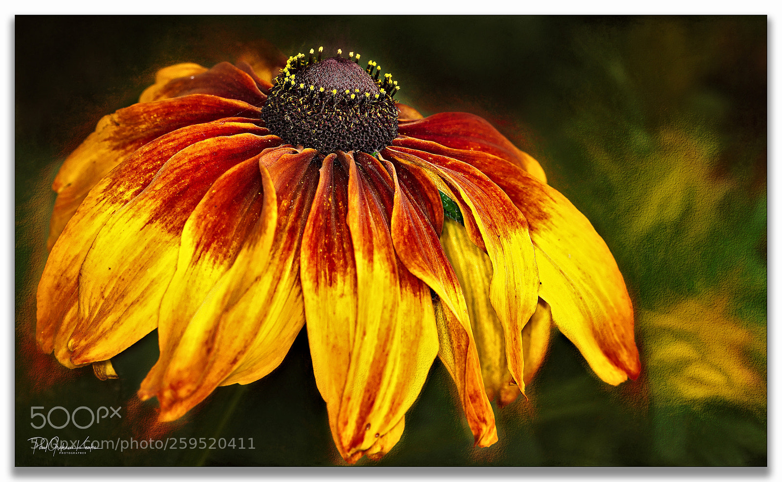Canon EOS-1D X sample photo. Vibrant .... photography
