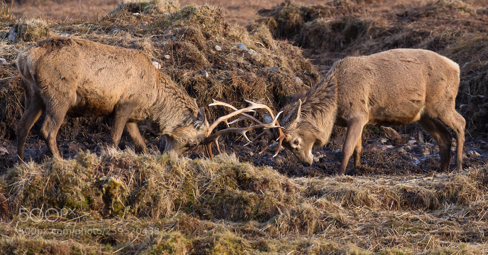 Canon EOS 60D sample photo. Rutting practice photography
