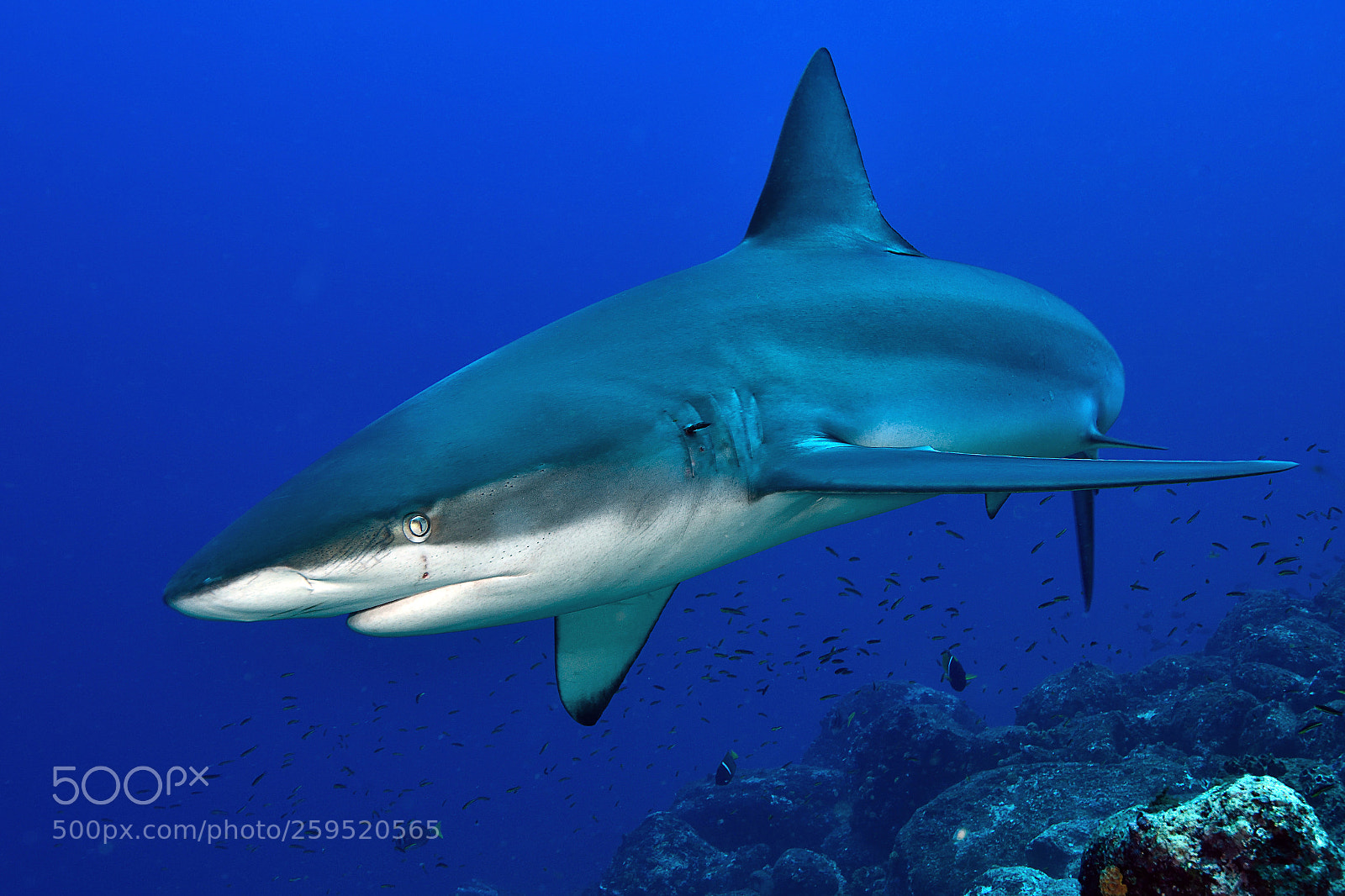 Nikon D810 sample photo. Galapagos shark photography