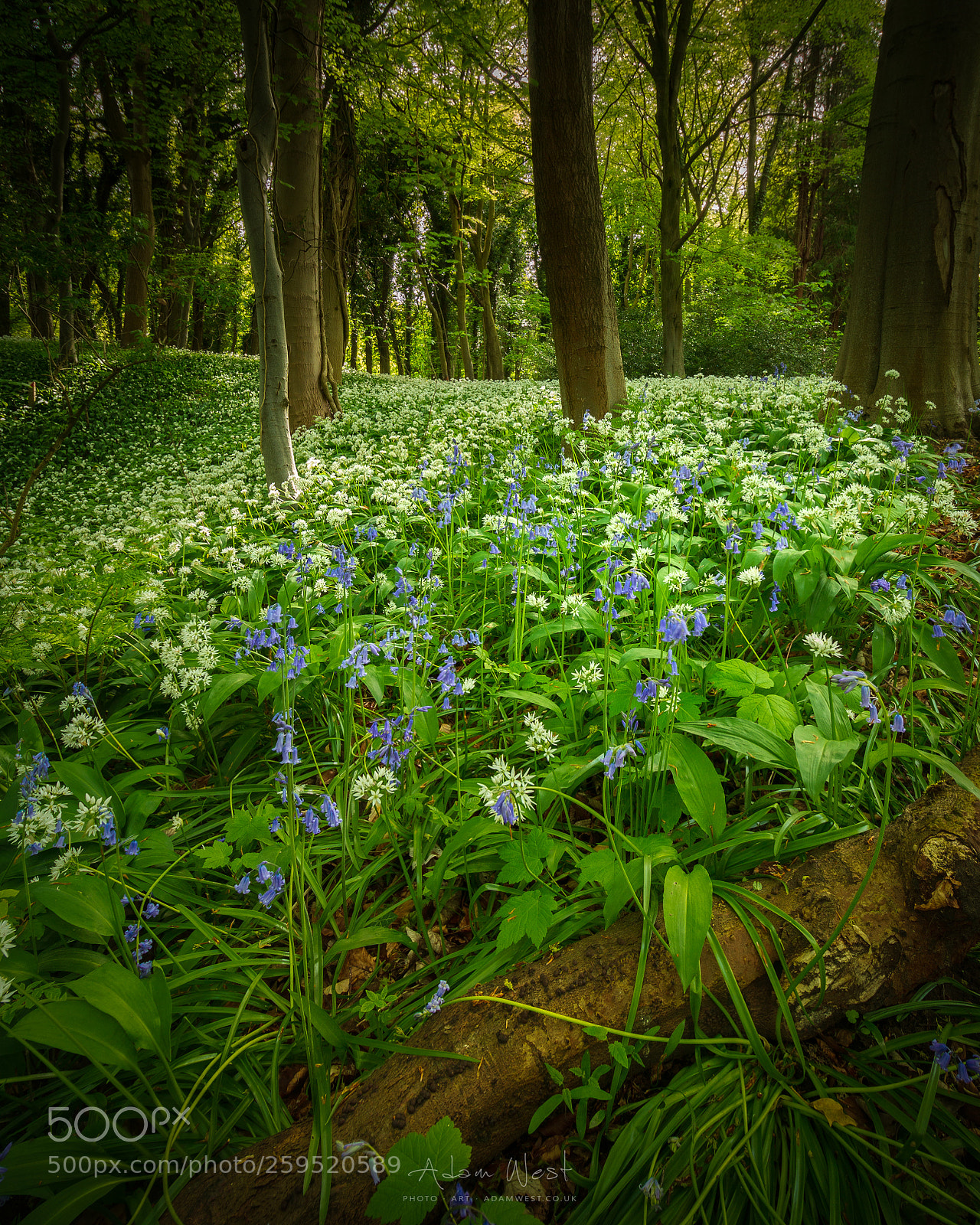 Canon EOS 70D sample photo. Bluebells and wild garlic photography