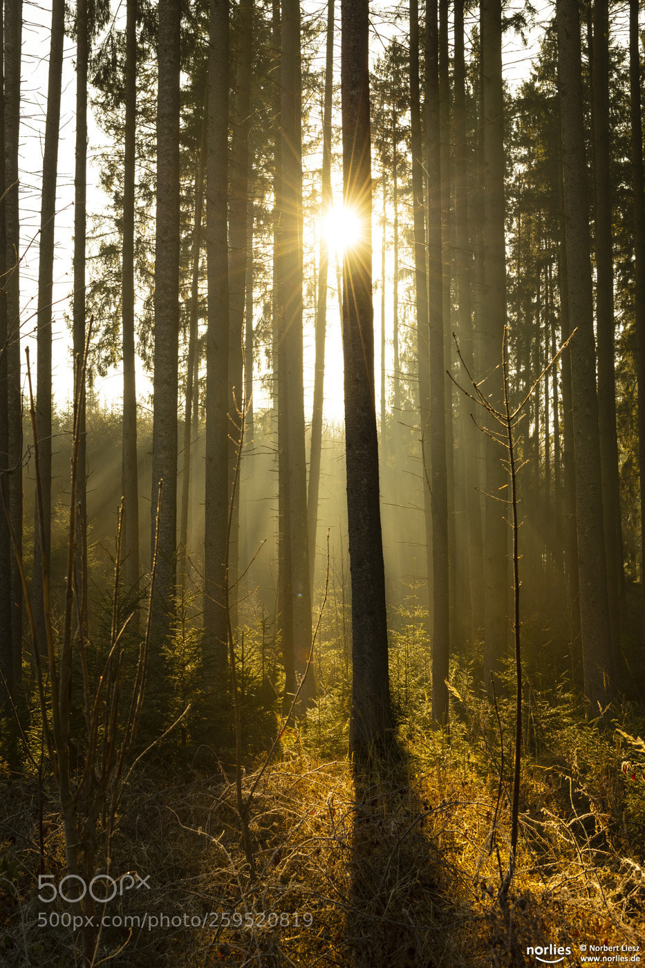 Nikon D850 sample photo. Sunlight tree trunks photography