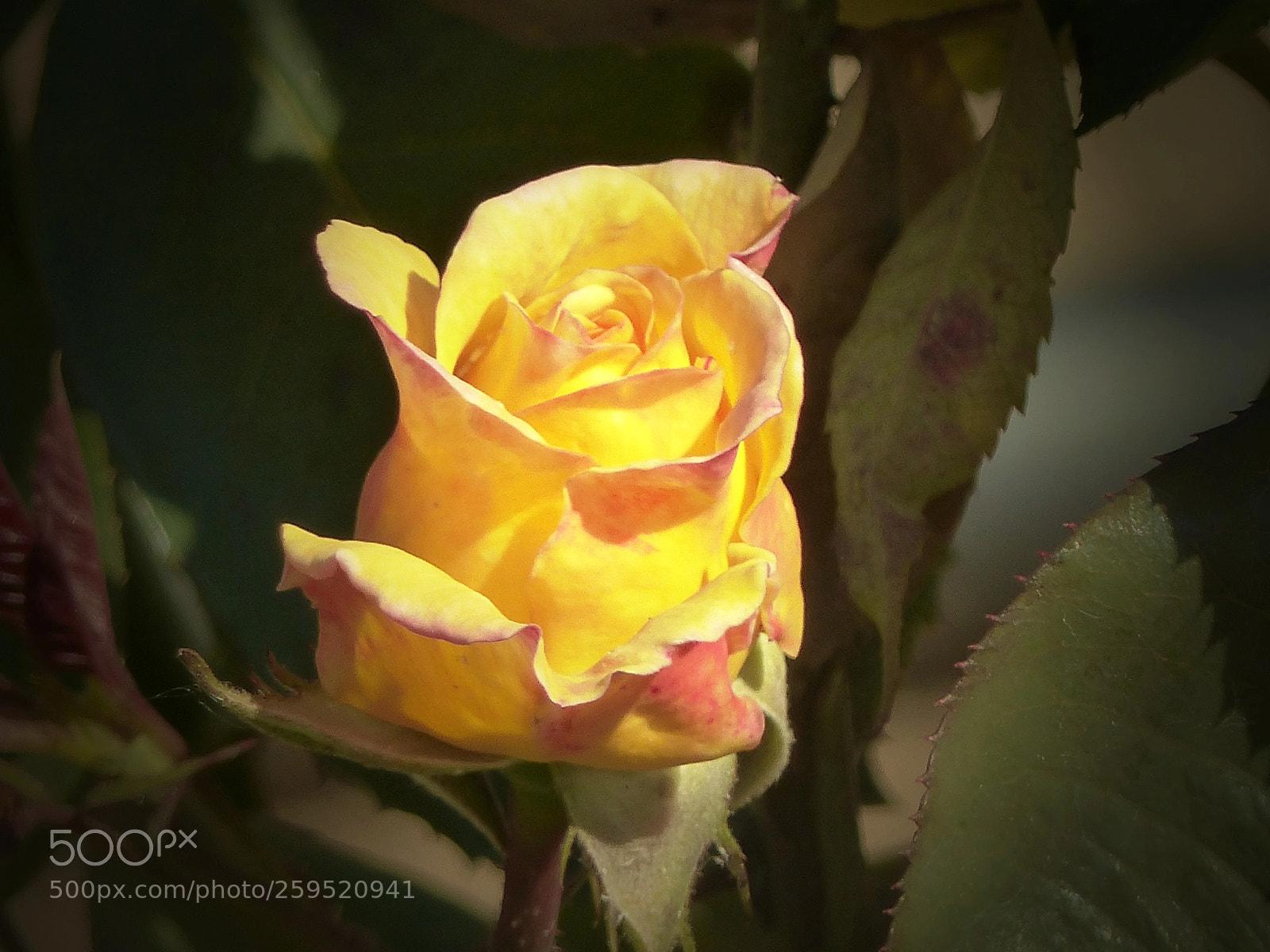 Panasonic Lumix DMC-FZ200 sample photo. Forbidden colour photography