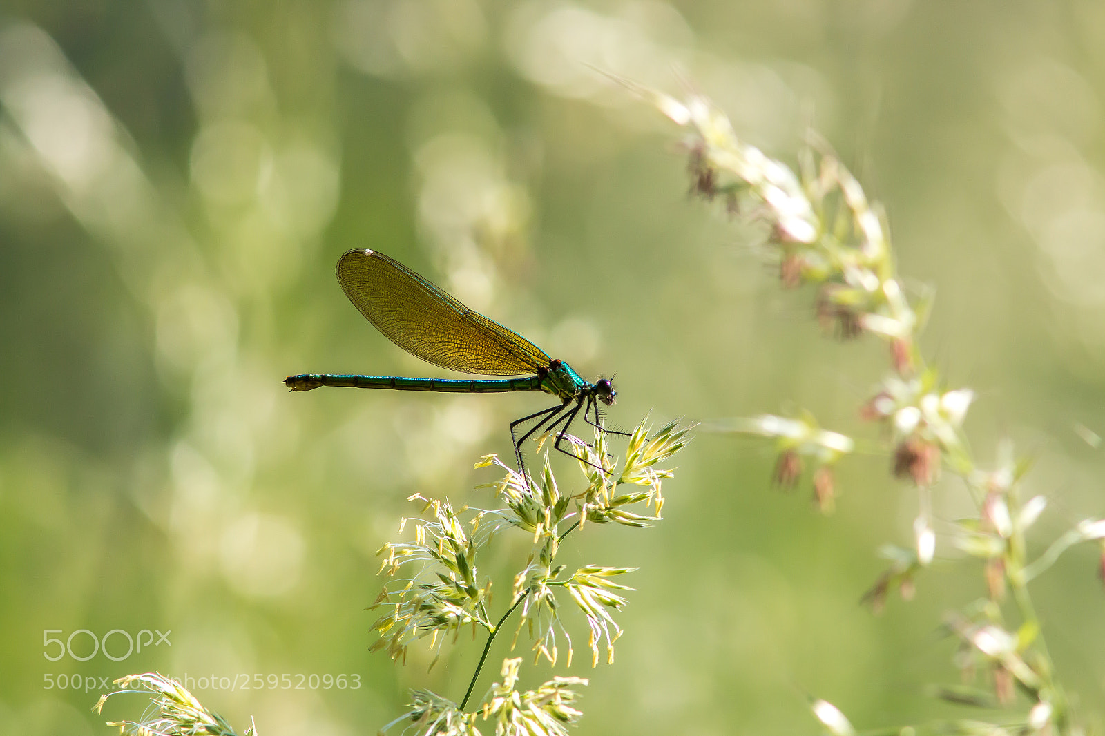 Canon EOS 70D sample photo. Damselfly spreading photography