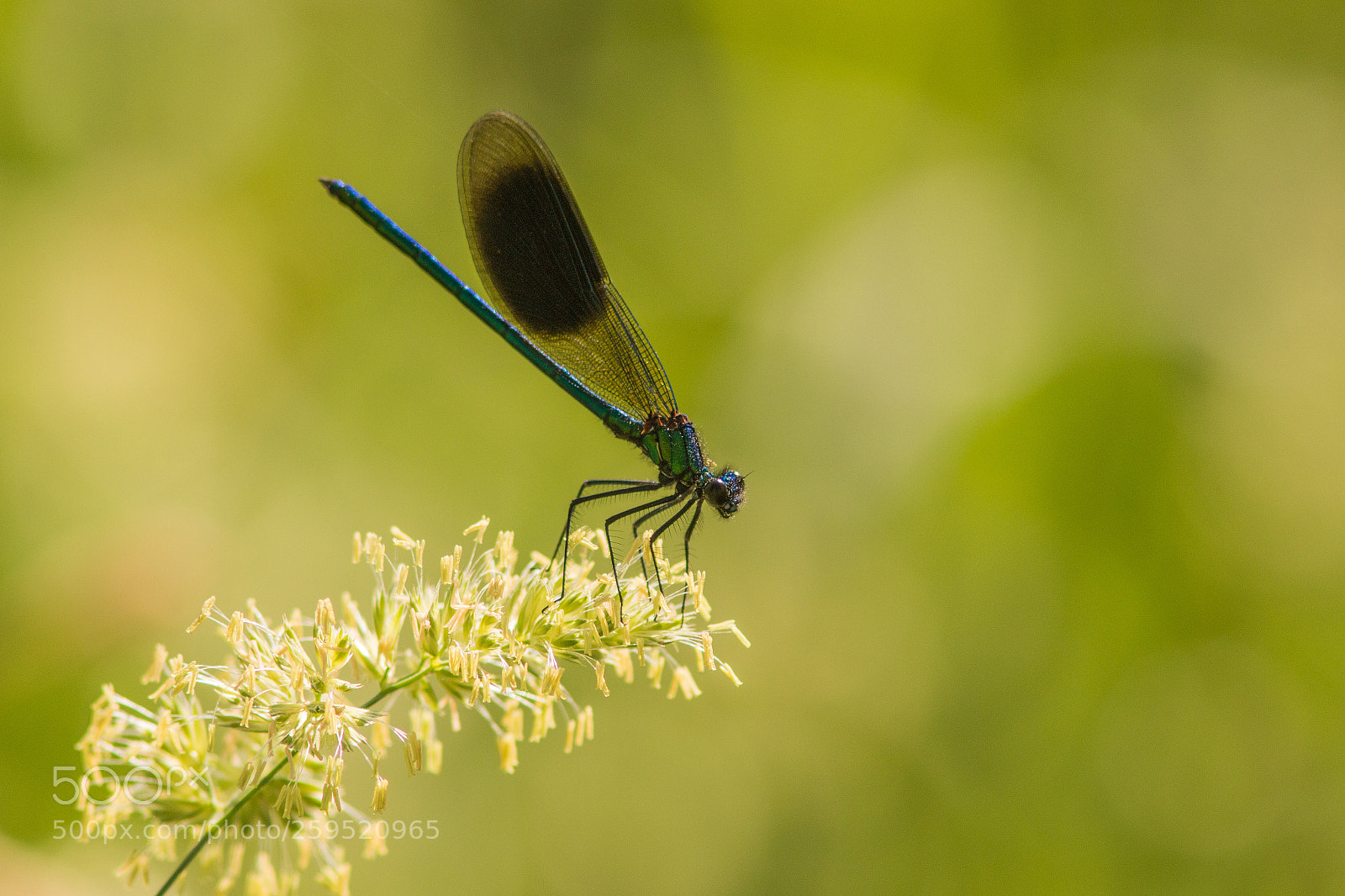 Canon EOS 70D sample photo. Damselfly just resting photography