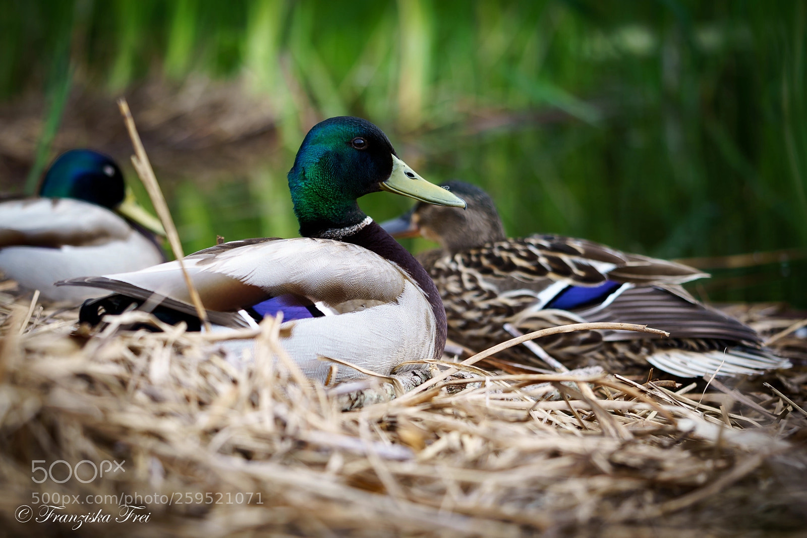 Sony a7 III sample photo. Duck - the first photography