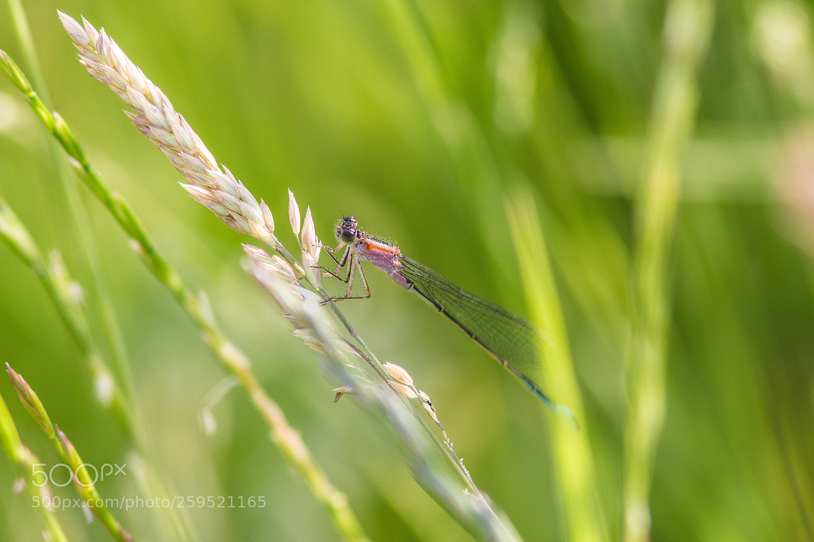 Canon EOS 70D sample photo. Damselfly trying to hide photography