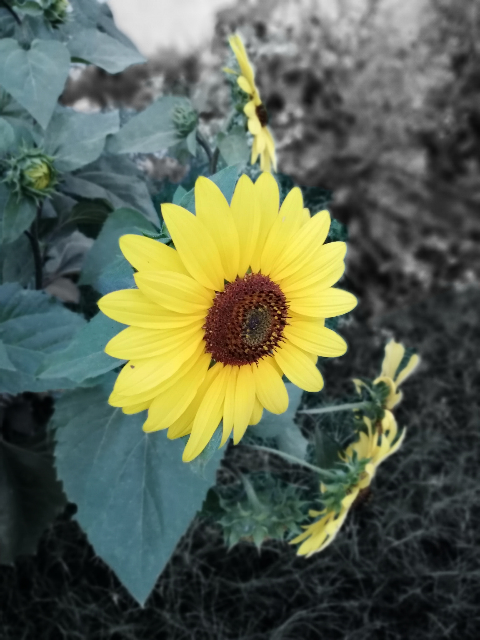 HUAWEI Mate 10 Lite sample photo. Sunflower ii photography