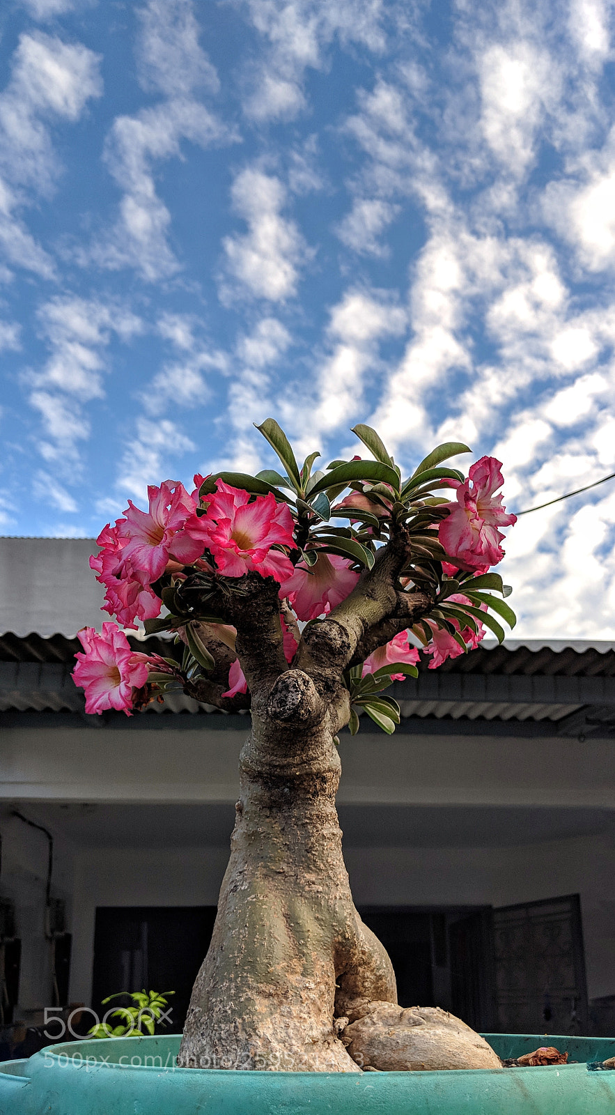 Google Pixel 2 XL sample photo. Bonsai photography