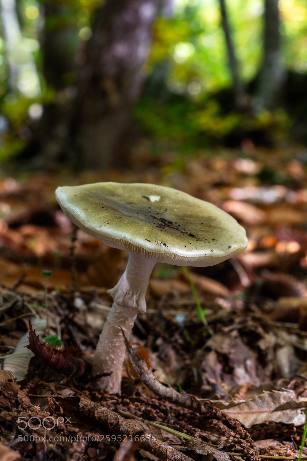 Canon EOS 60D sample photo. Mushroom  071115-8050 photography
