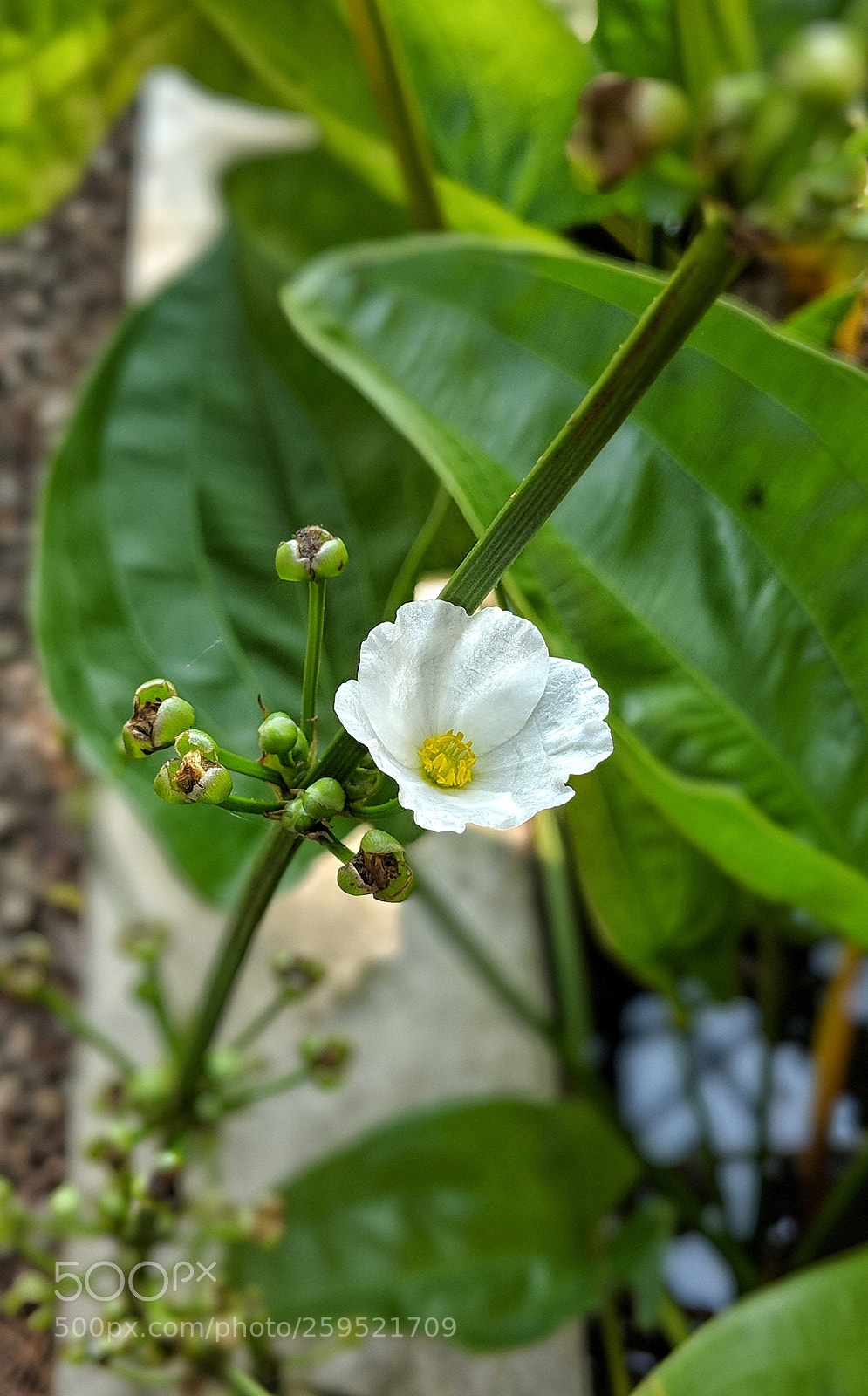 Google Pixel 2 XL sample photo. Little flower photography