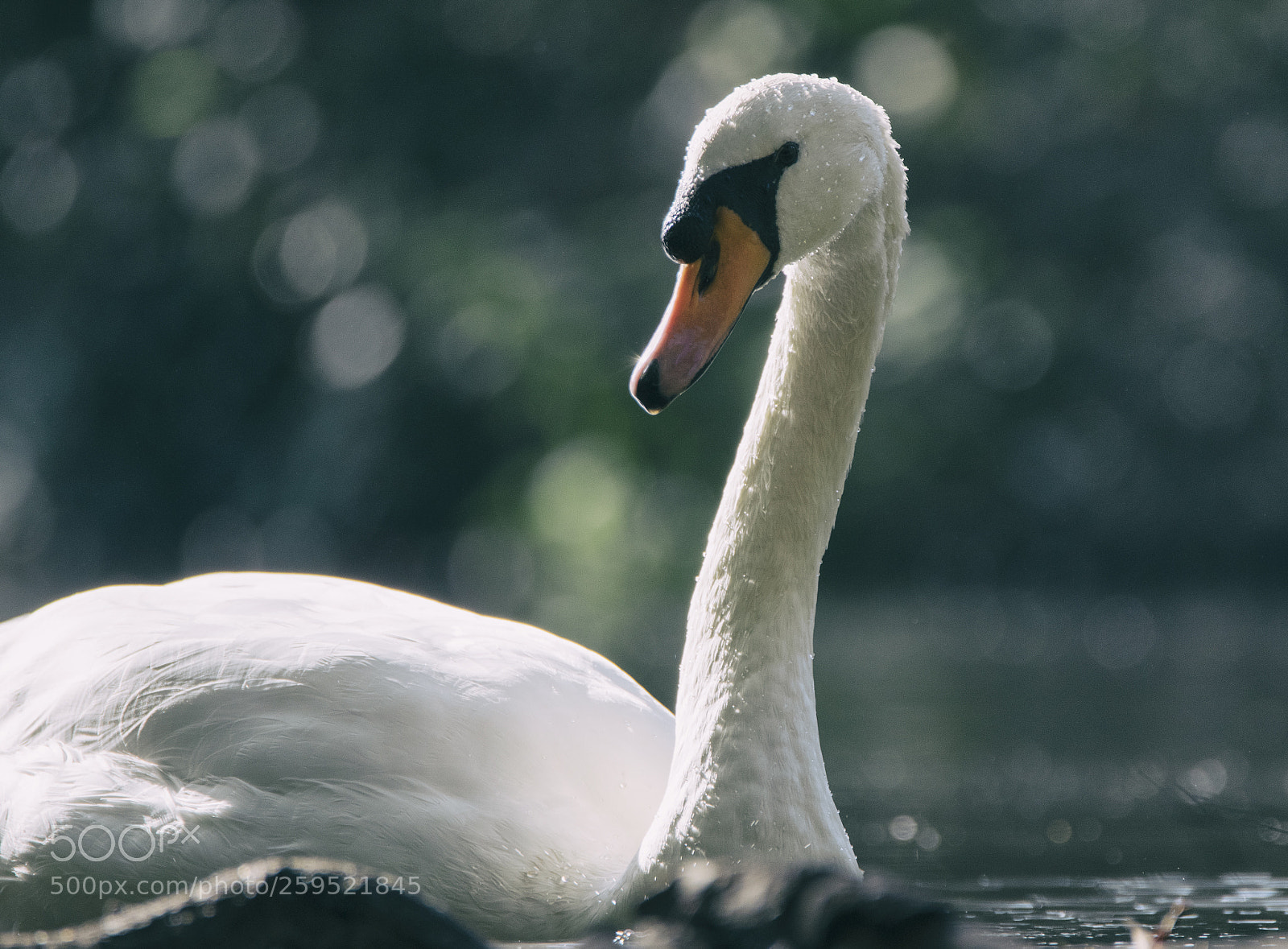Nikon D500 sample photo. Mute cob photography