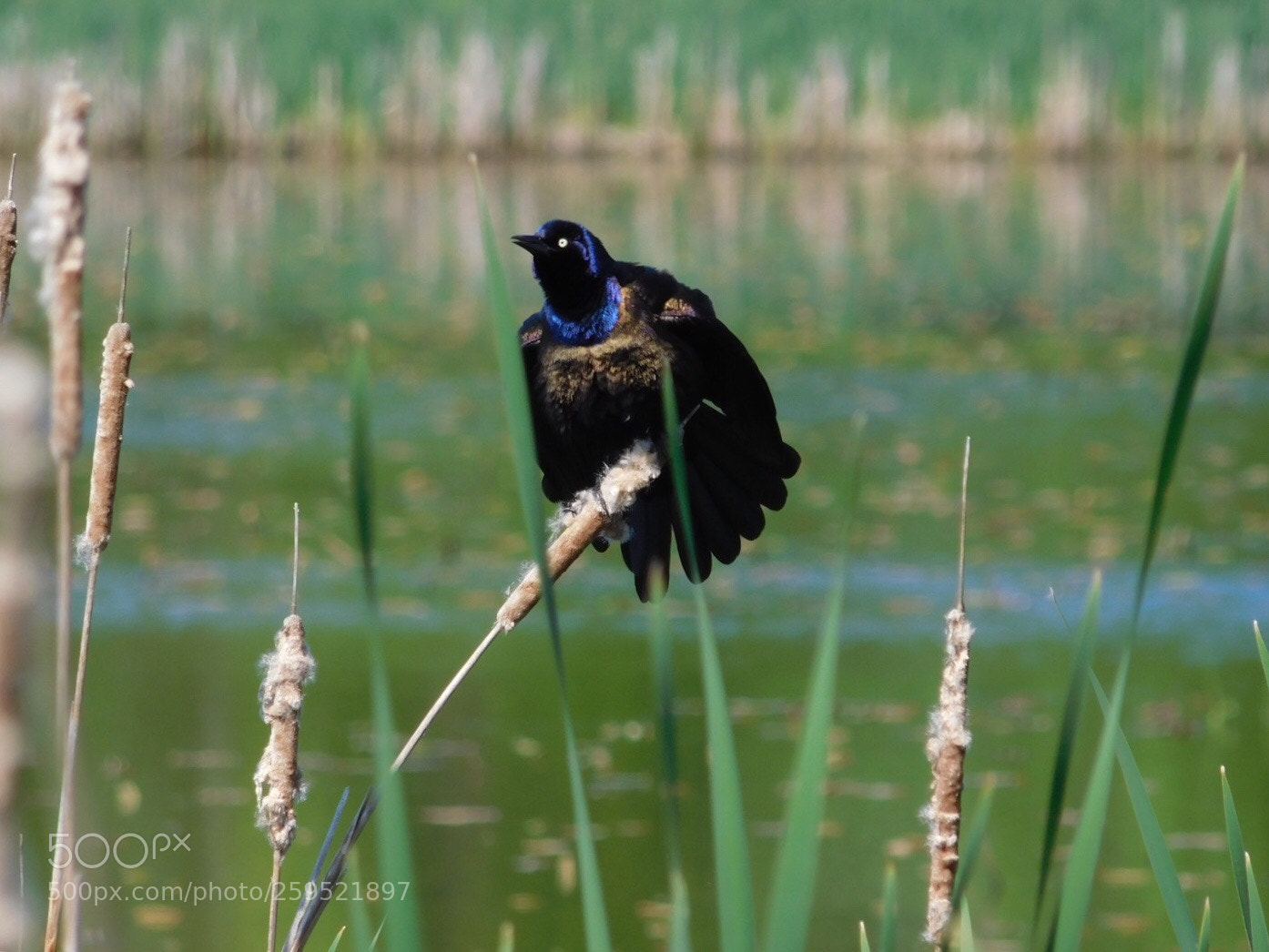 Nikon Coolpix L840 sample photo. Common grackle  photography