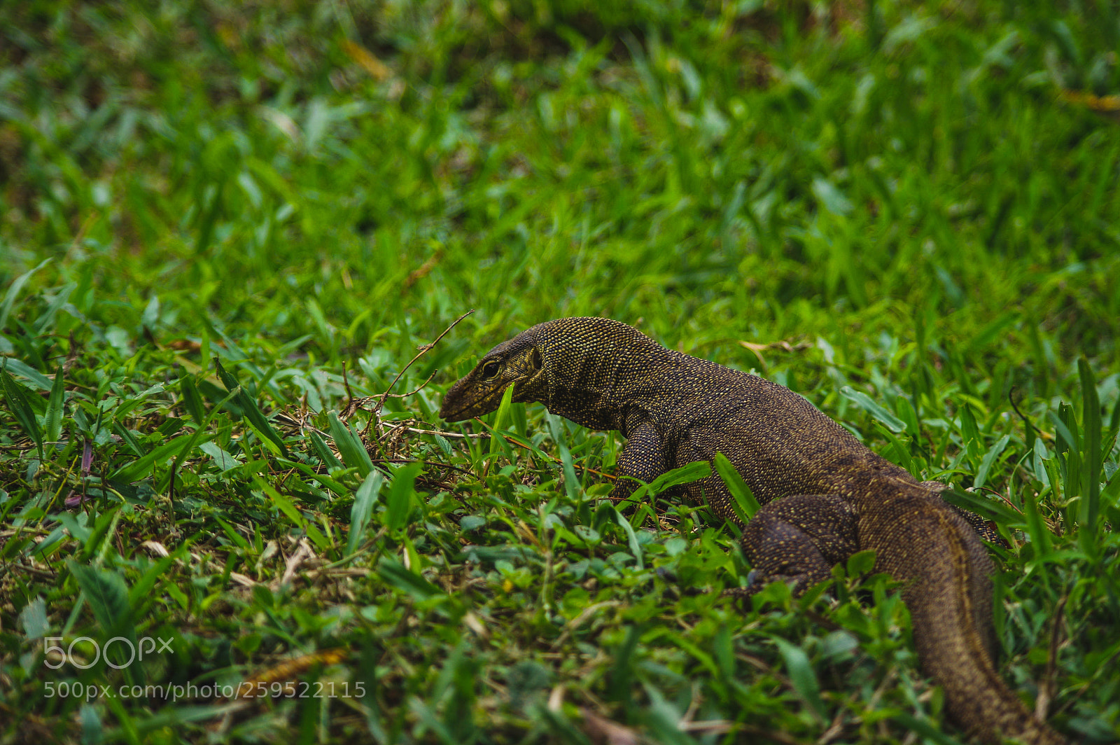 Pentax K-3 sample photo. Singapore, macritchie reservoir photography