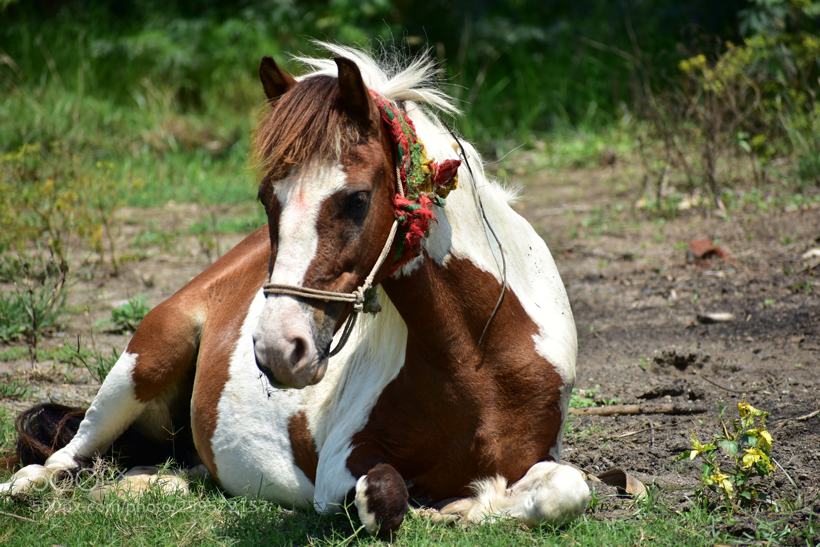 Nikon D3400 sample photo. A brown horse at photography