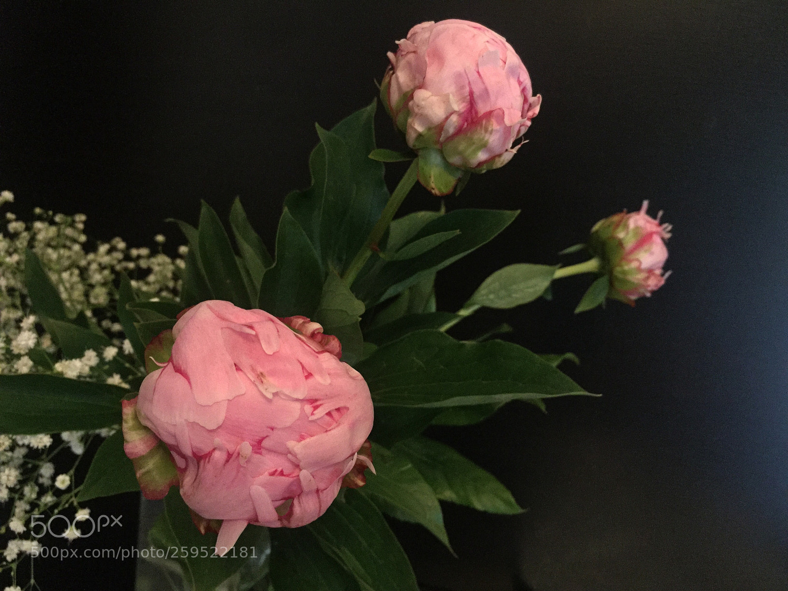 Apple iPhone 6 Plus sample photo. Peonies  photography
