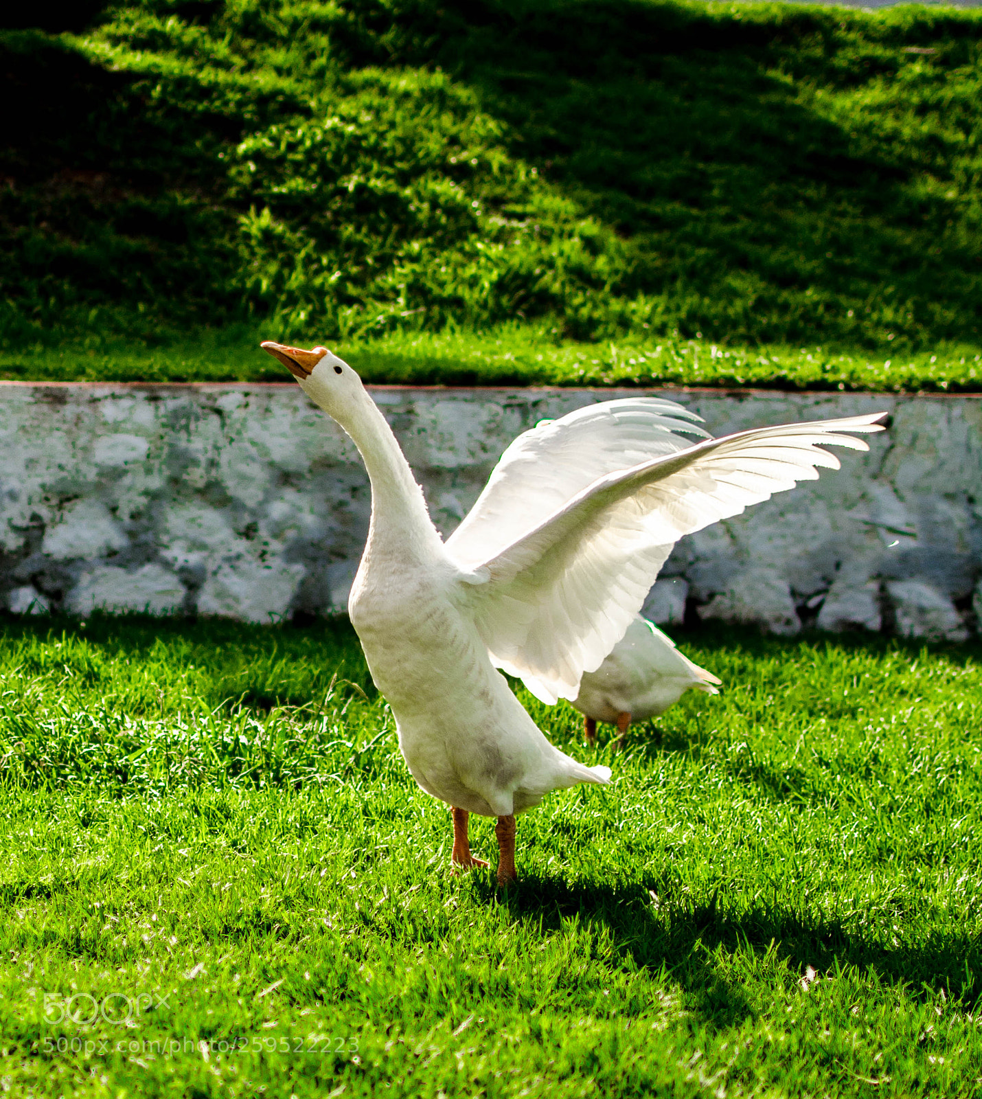 Nikon D7100 sample photo. Till i fly.... photography
