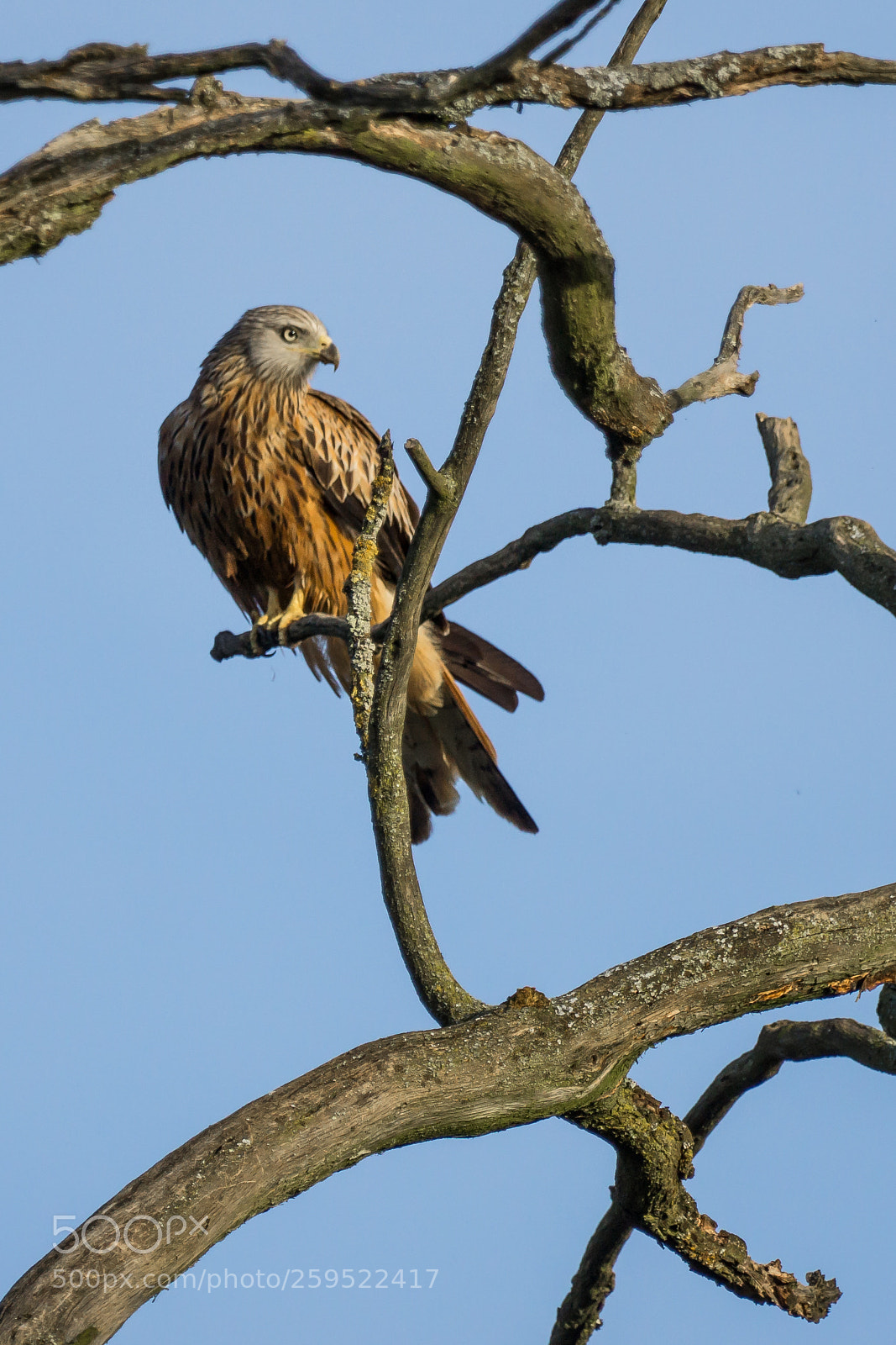 Sony a6000 sample photo. Black kite photography