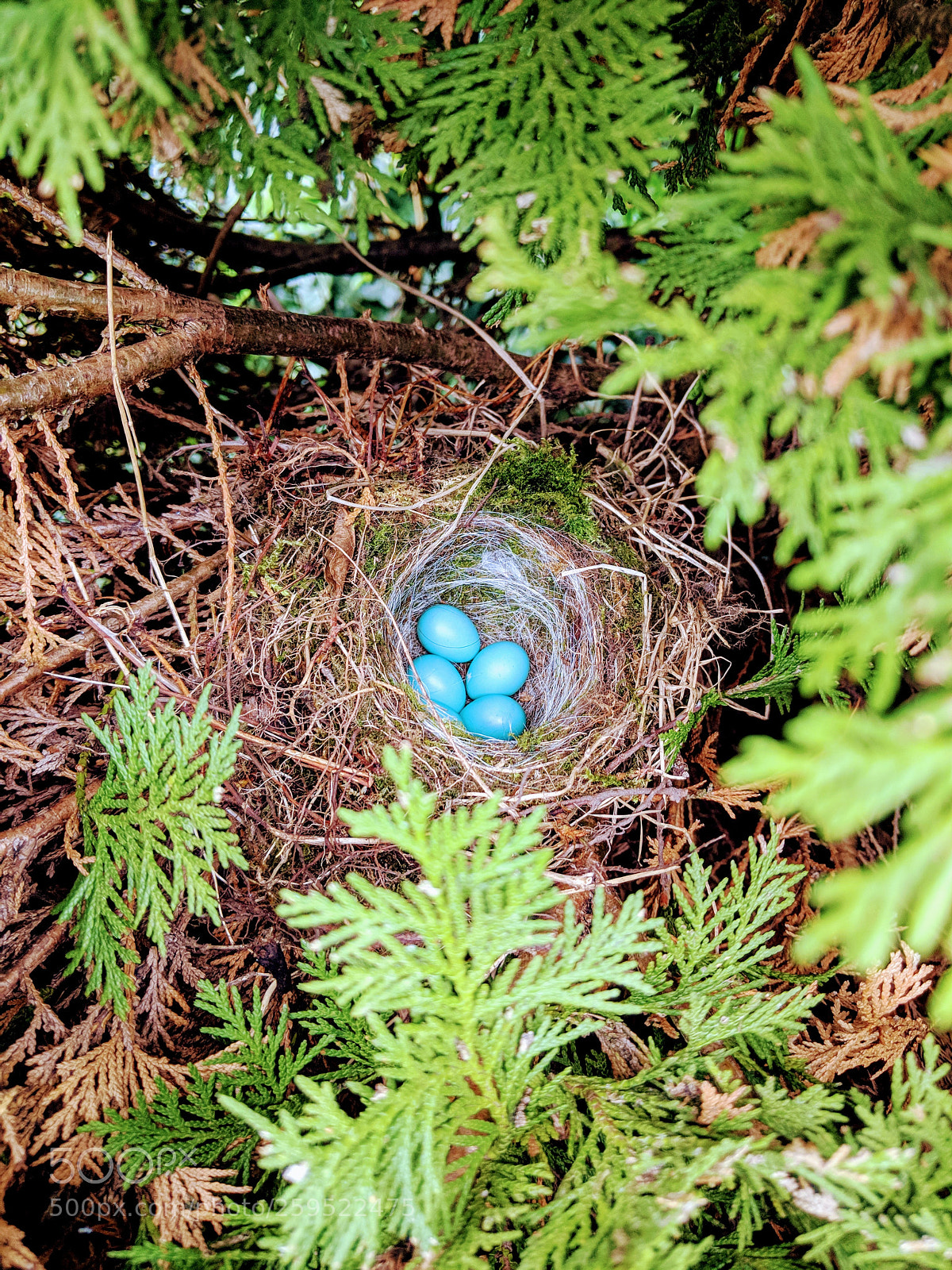 Google Pixel 2 XL sample photo. Tiny nest with blue photography