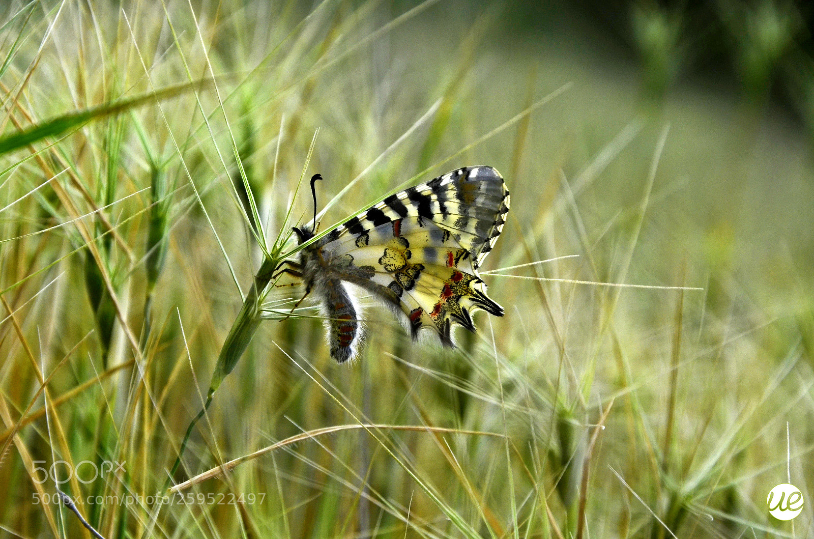 Nikon D7000 sample photo. Beauty photography