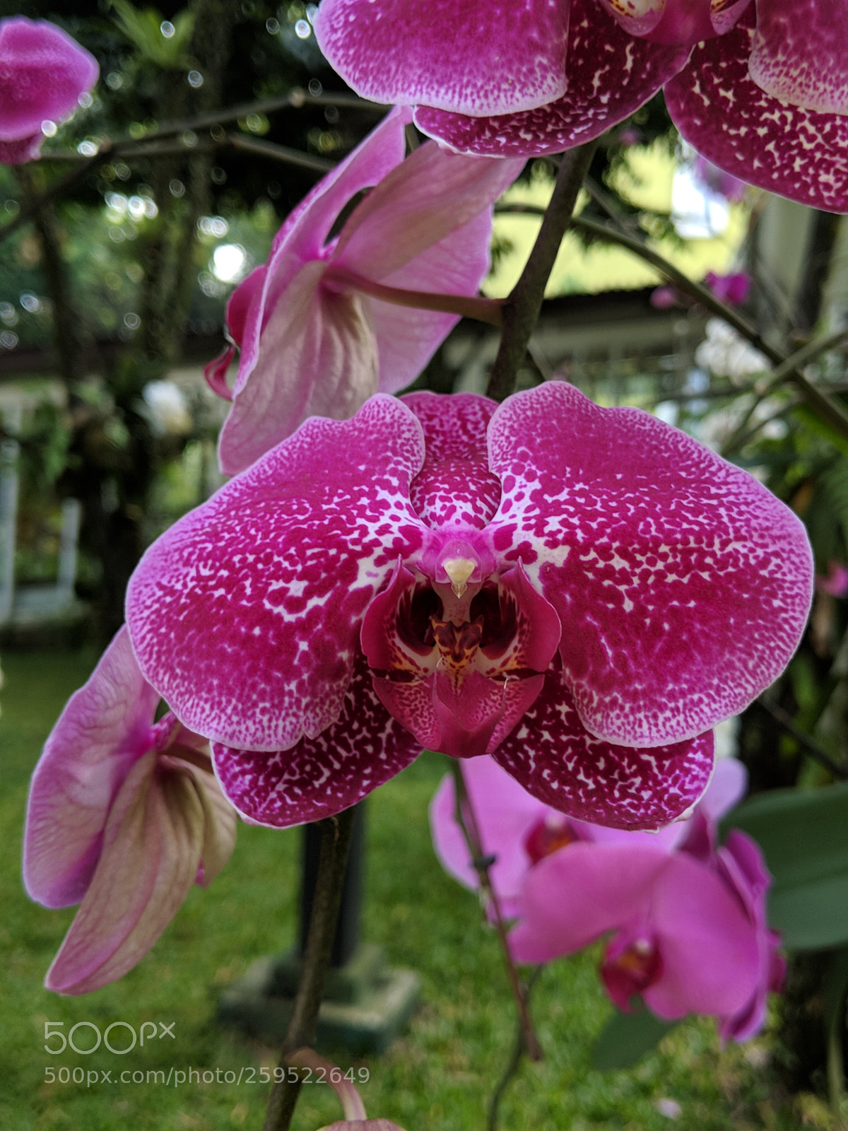 Google Pixel 2 XL sample photo. Orchid photography