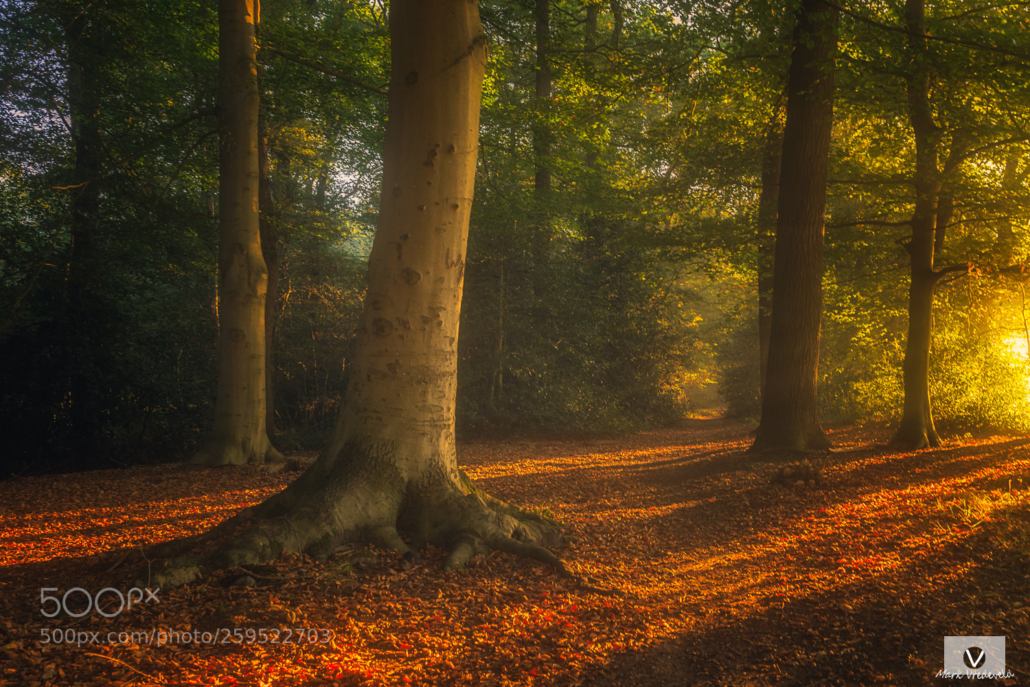 Sony a7 sample photo. Gravenallee almelo photography
