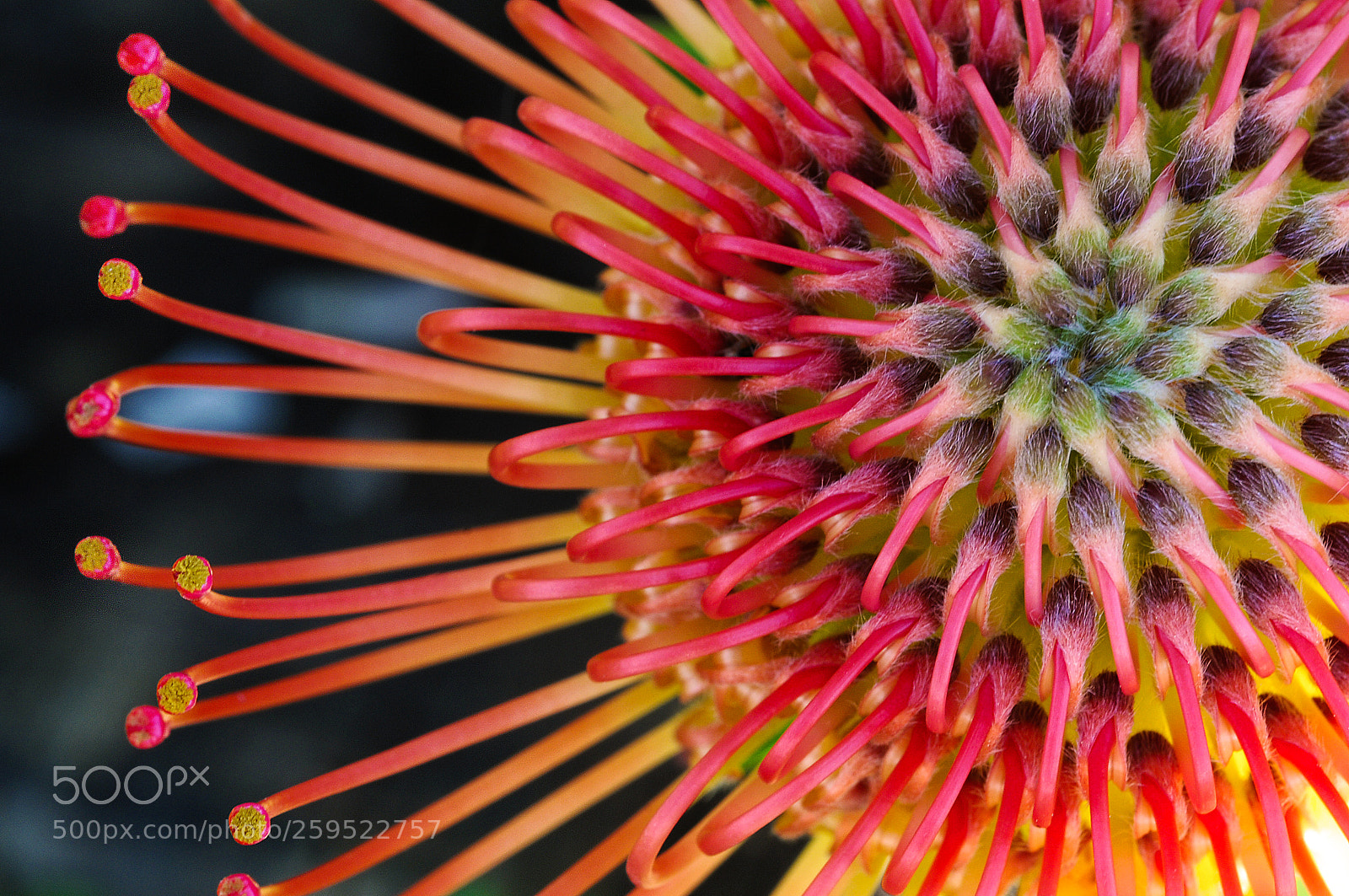 Nikon D300S sample photo. Pin cushion protea photography