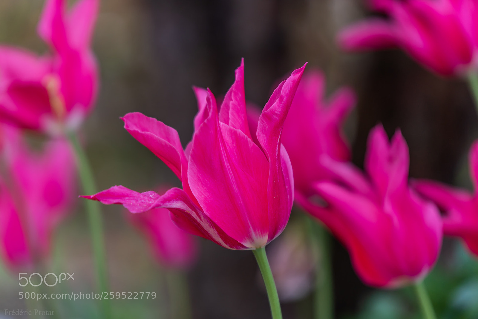 Nikon D750 sample photo. Une tulipe à giverny photography