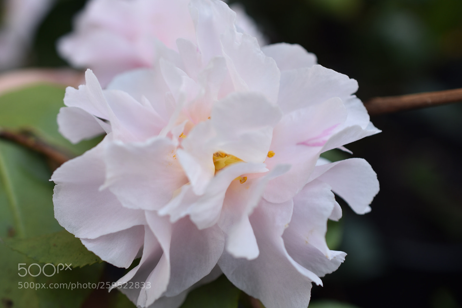 Nikon D3400 sample photo. Exploding camellia  photography