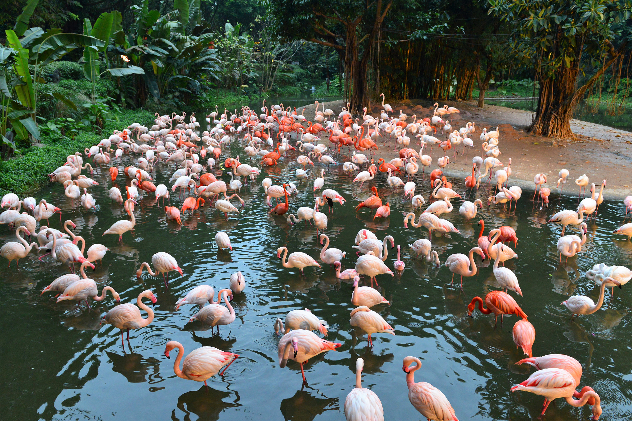 Nikon AF-S Nikkor 24-70mm F2.8G ED sample photo. Flamingos at chang long safari park photography