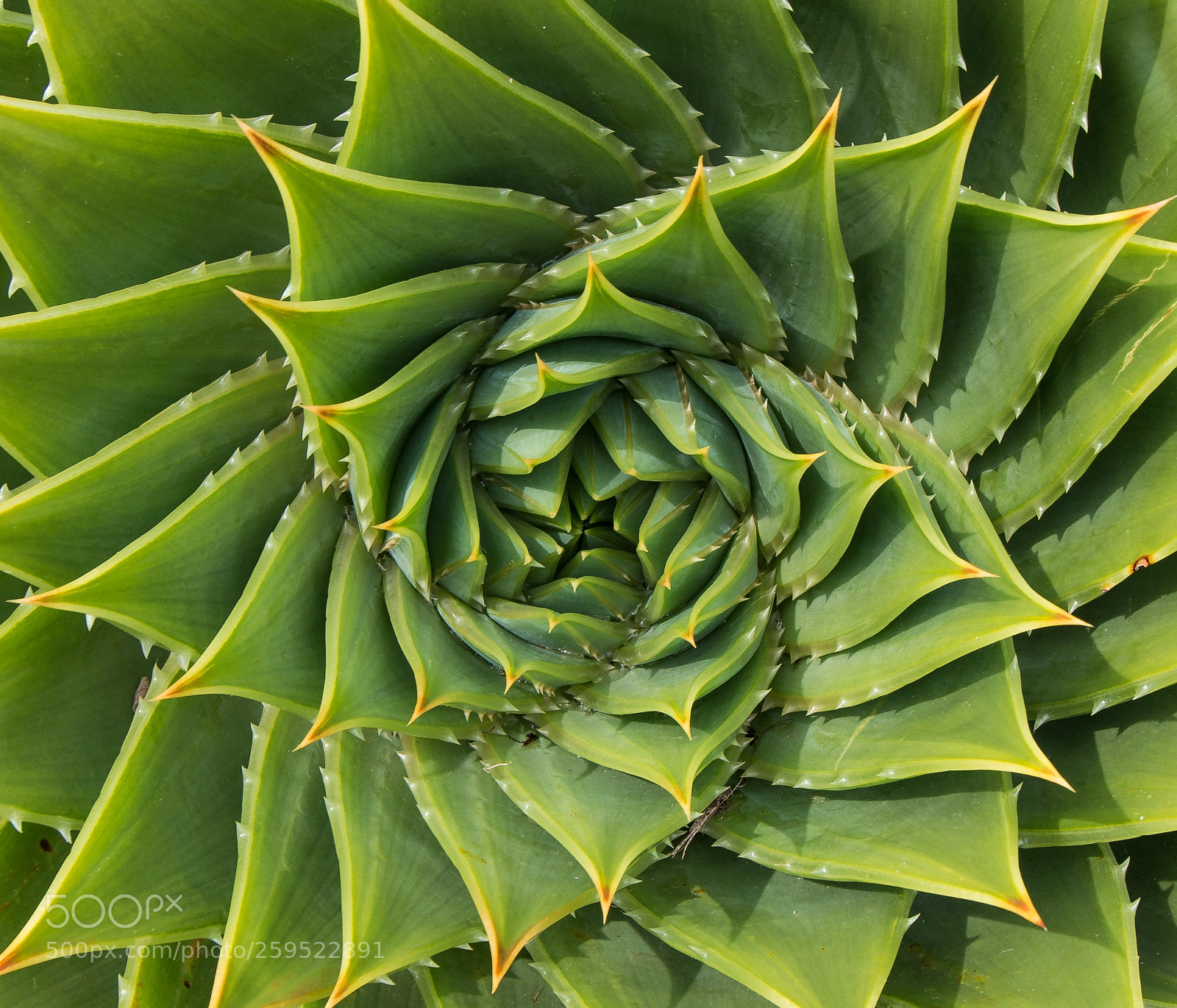 Canon EOS 70D sample photo. Aloe polyphylla spiral photography