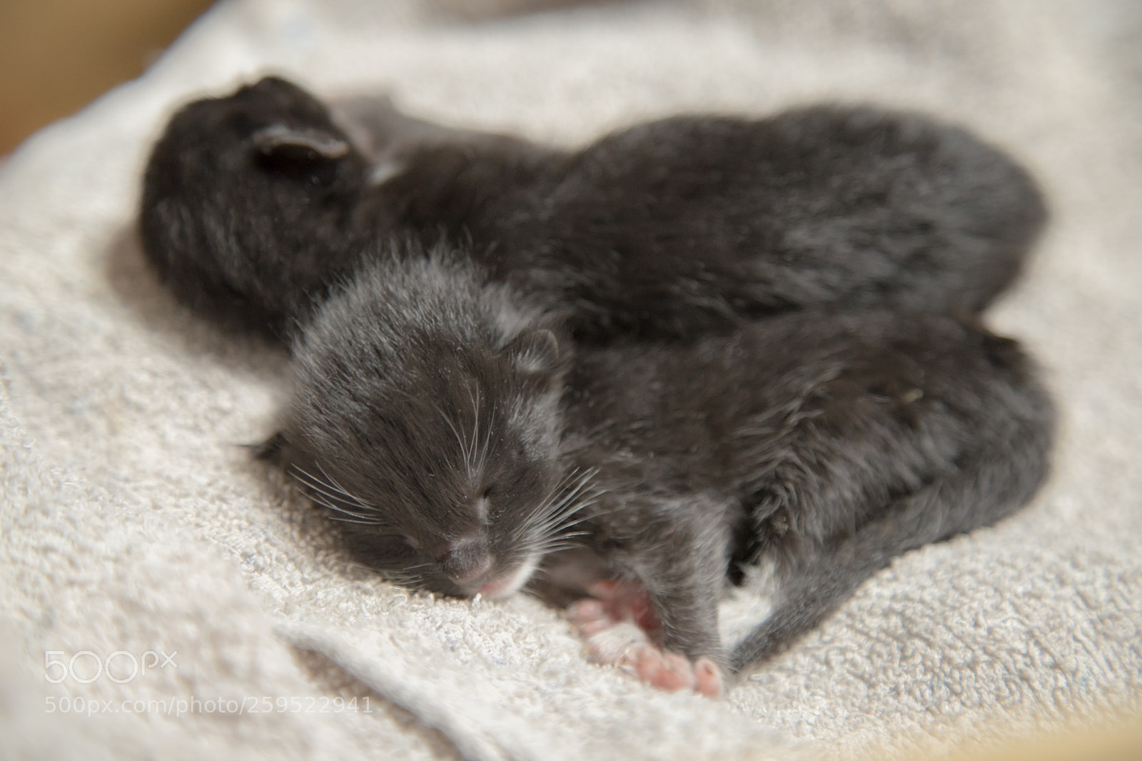 Sony a7 II sample photo. 生まれたての命 (fresh born life) photography