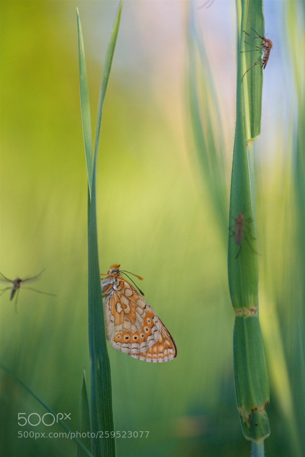 Nikon D810 sample photo. In the middle of photography