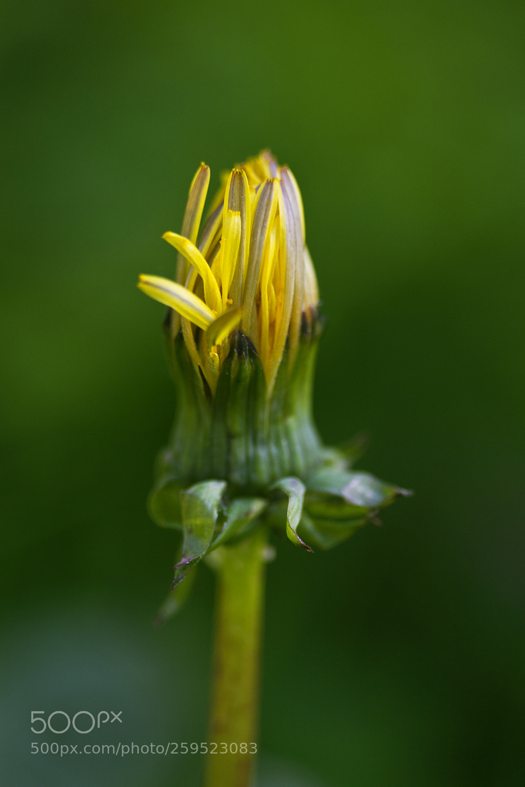 Canon EOS 60D sample photo. L wenzahn taraxacum sect photography