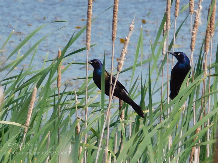 Nikon Coolpix L840 sample photo. Common grackle  photography