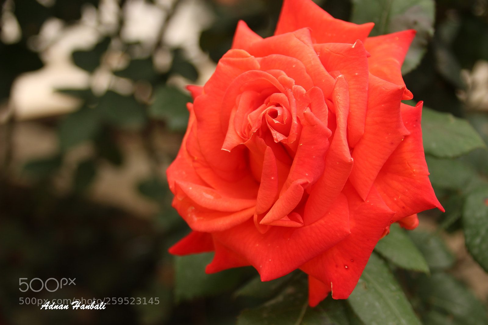 Canon EOS 700D (EOS Rebel T5i / EOS Kiss X7i) sample photo. Outdoor photography