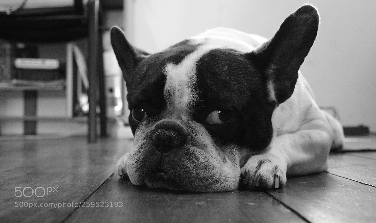 Nikon D5300 sample photo. #french bulldog photography