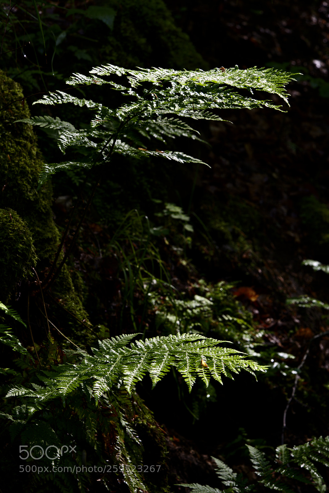 Nikon D750 sample photo. Plant10 photography