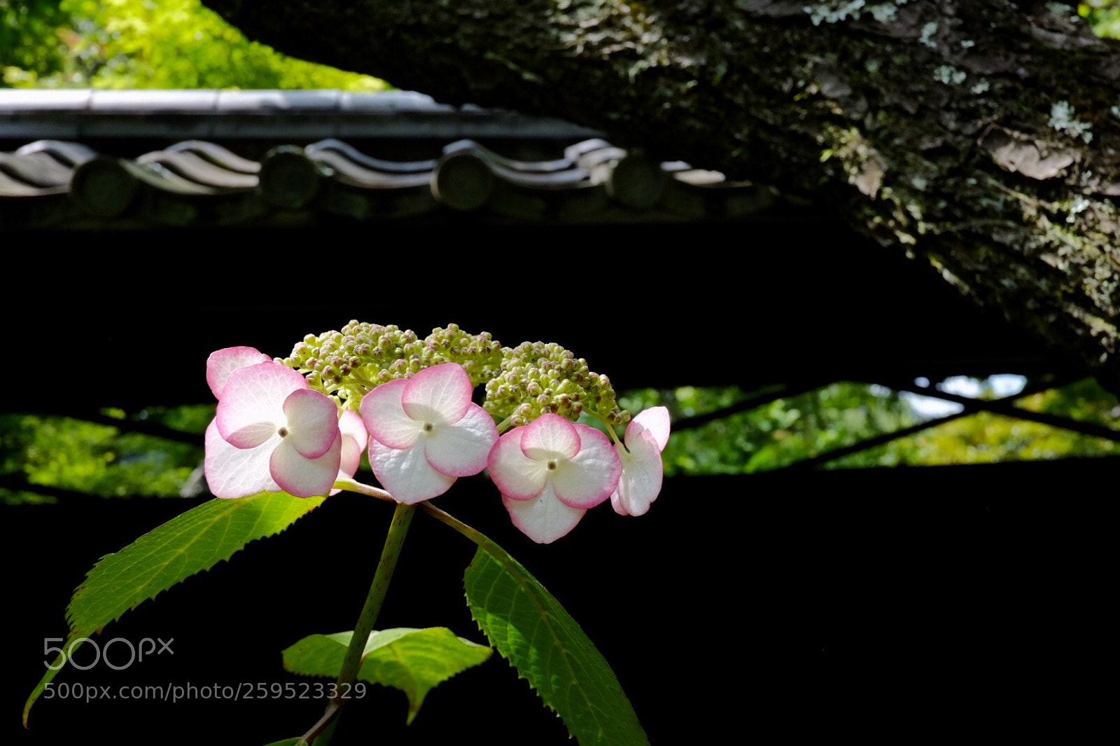 Fujifilm X-E2 sample photo. Hydrangea photography