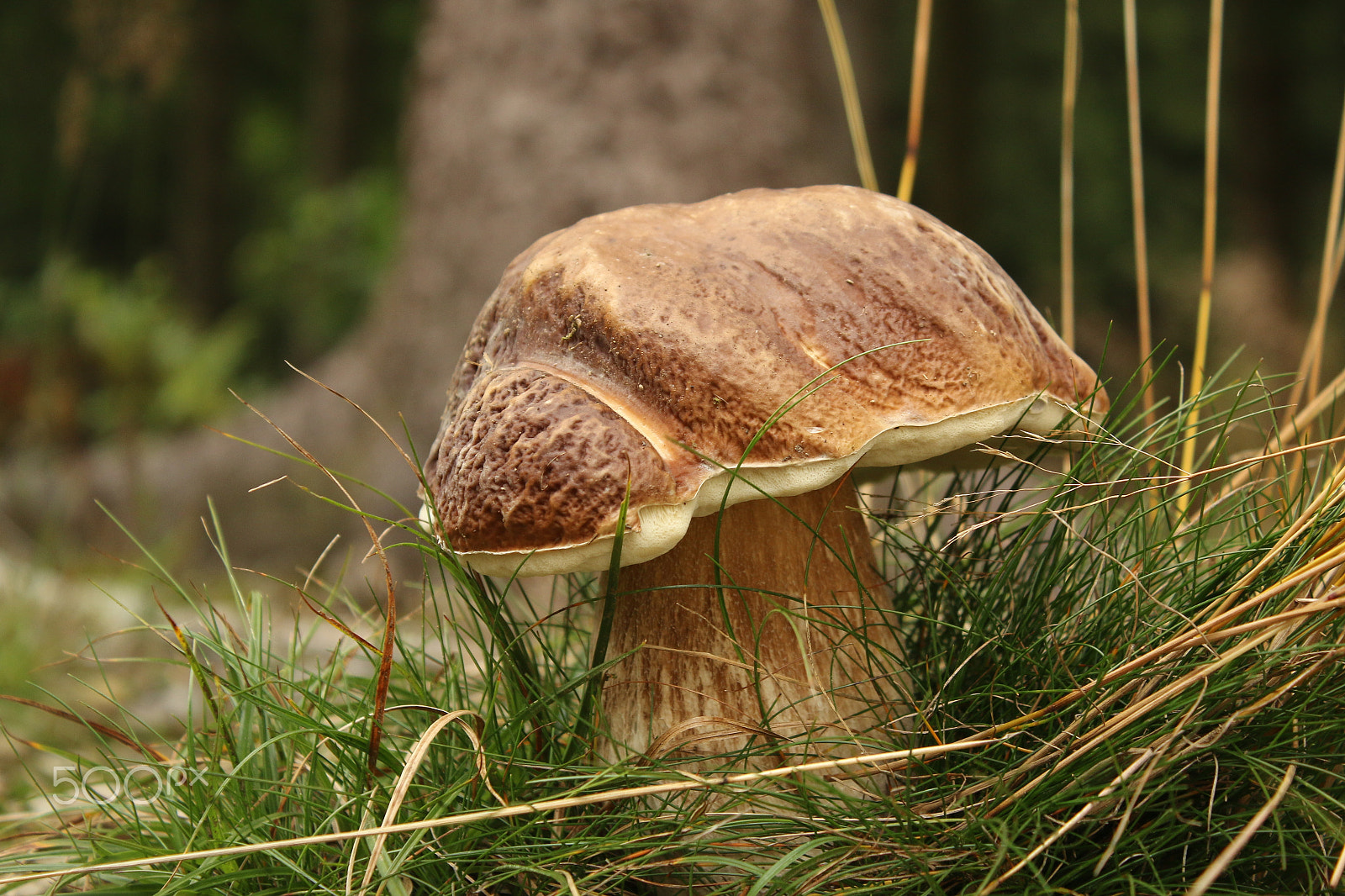 Canon EF-S 18-55mm F3.5-5.6 III sample photo. Porcino mushroom photography