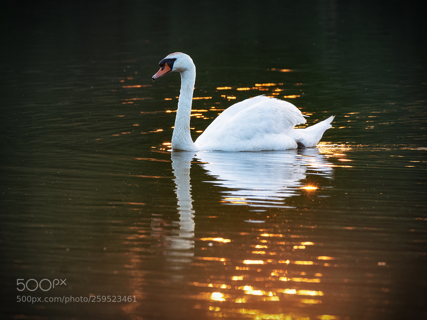 Nikon D7200 sample photo. On golden pond photography