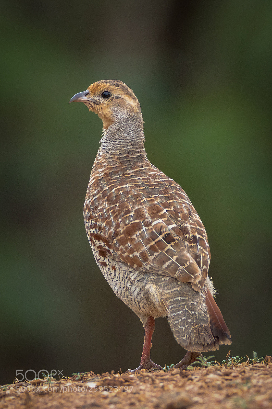 Canon EOS 7D Mark II sample photo. Francolin photography