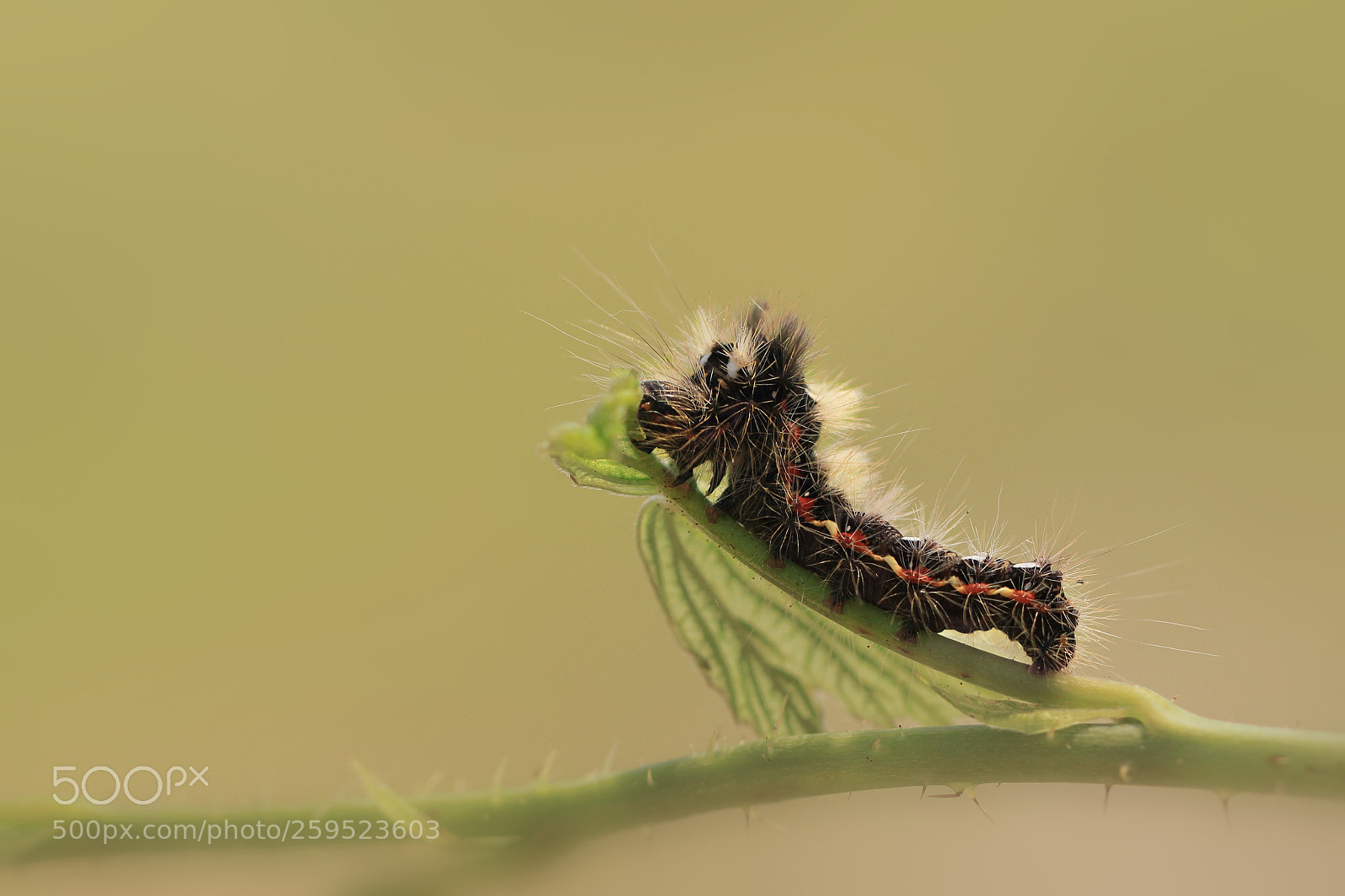 Canon EOS 80D sample photo. Caterpillar photography