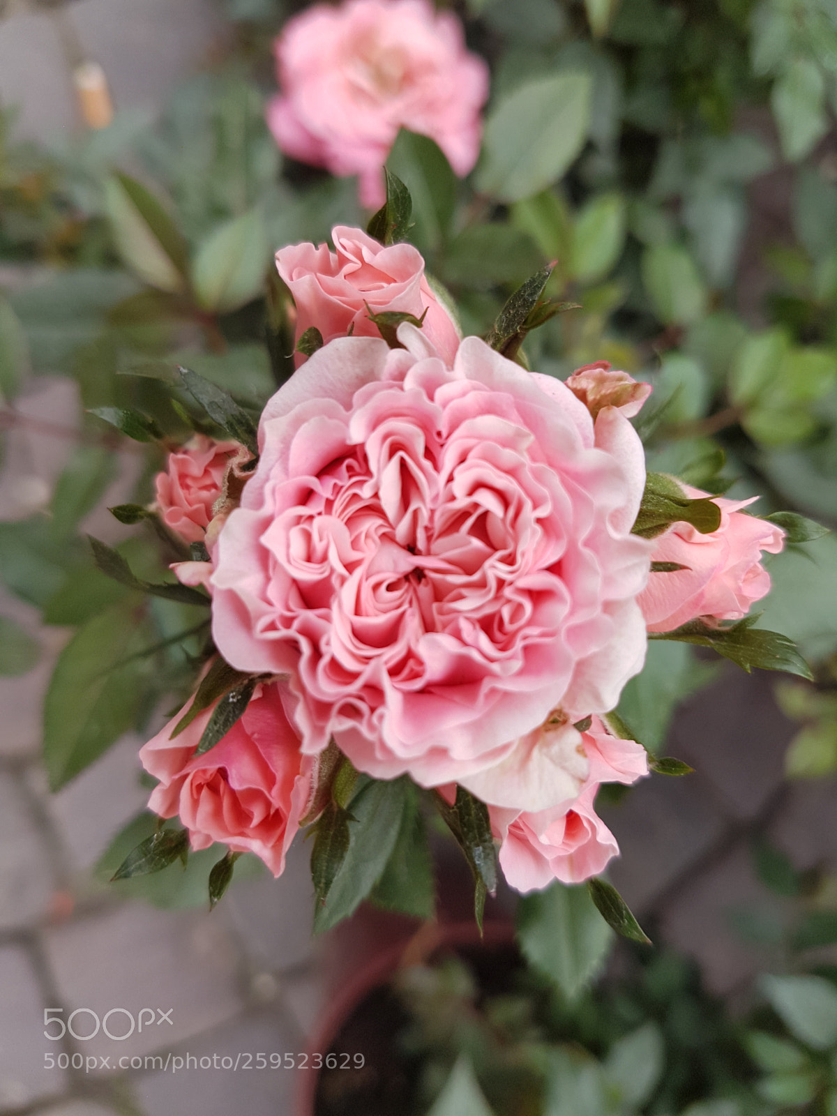 Samsung Galaxy S7 sample photo. Spring perfumes photography