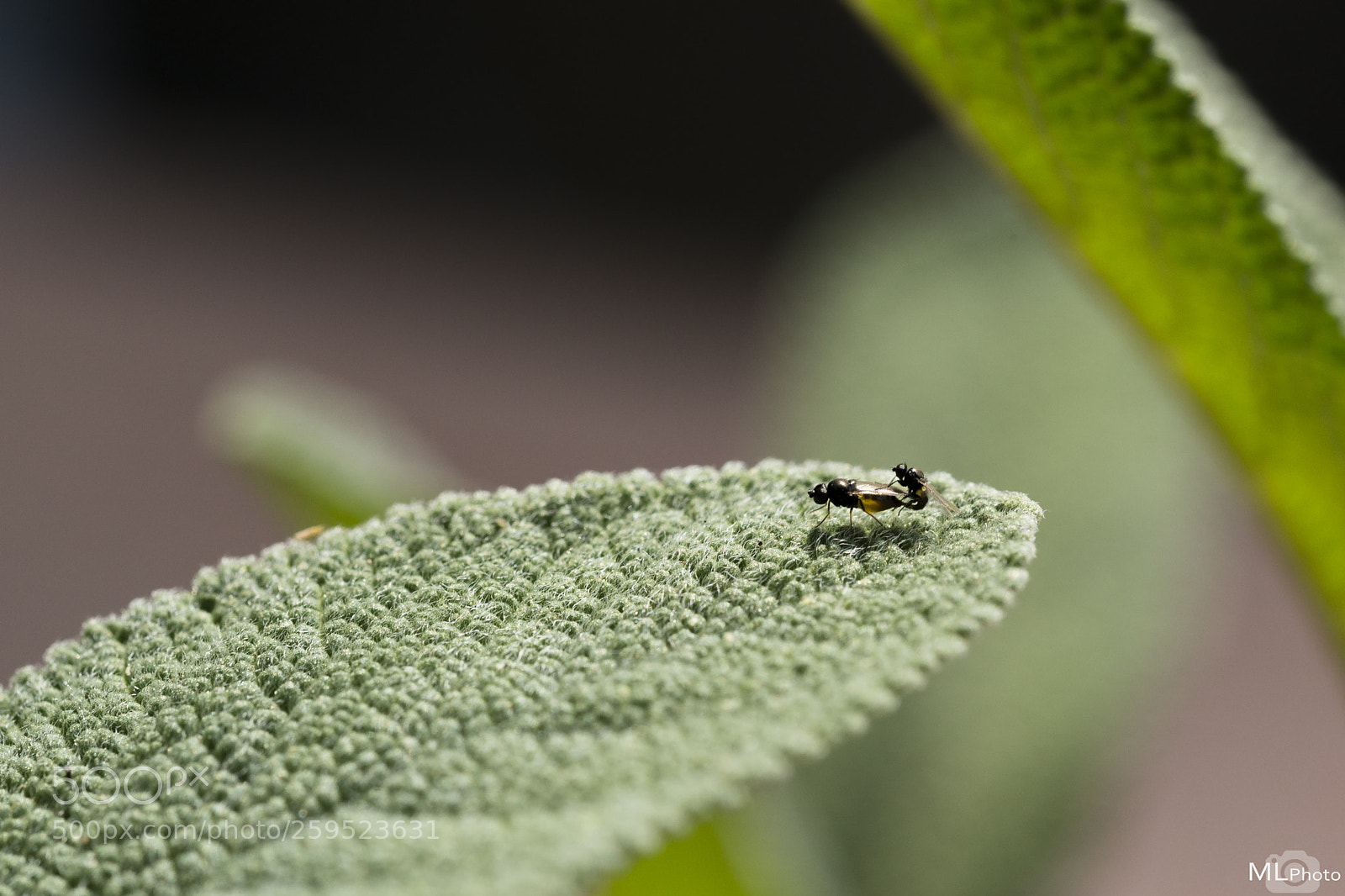 Nikon D800 sample photo. Love on the mint photography