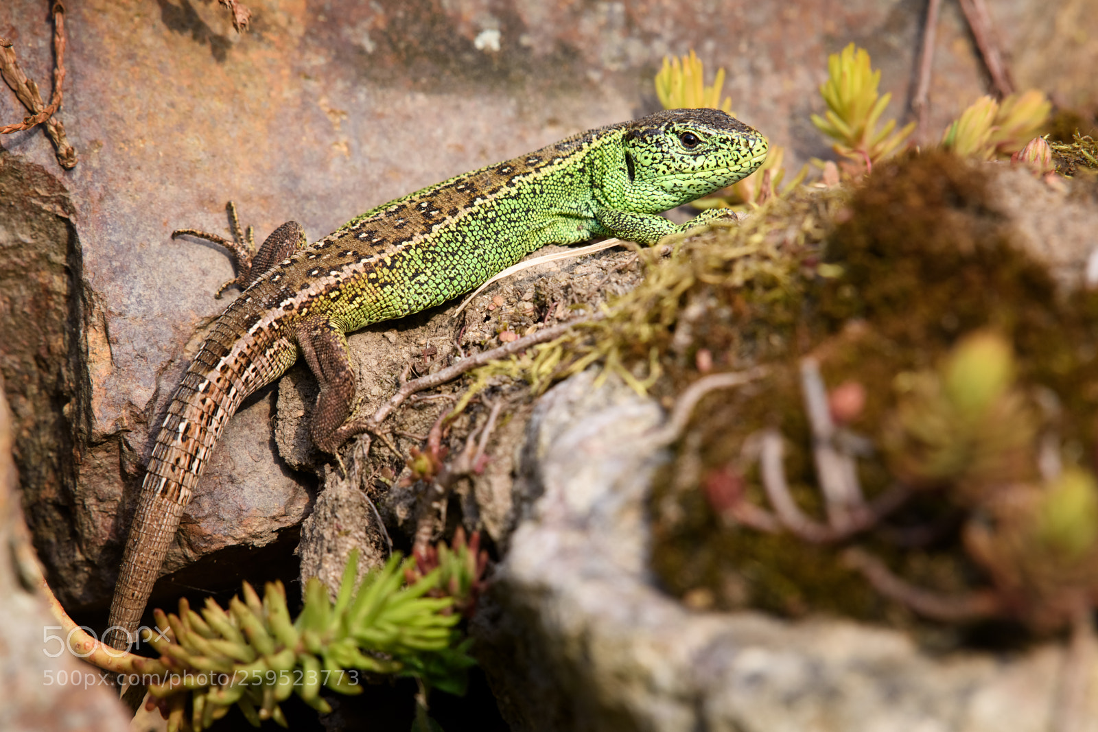 Nikon D810 sample photo. Lacerta (agilis) photography