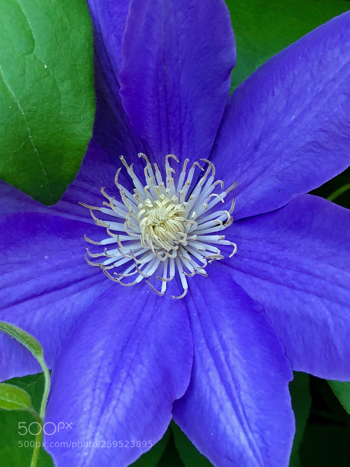 Apple iPhone X sample photo. Full bloom photography