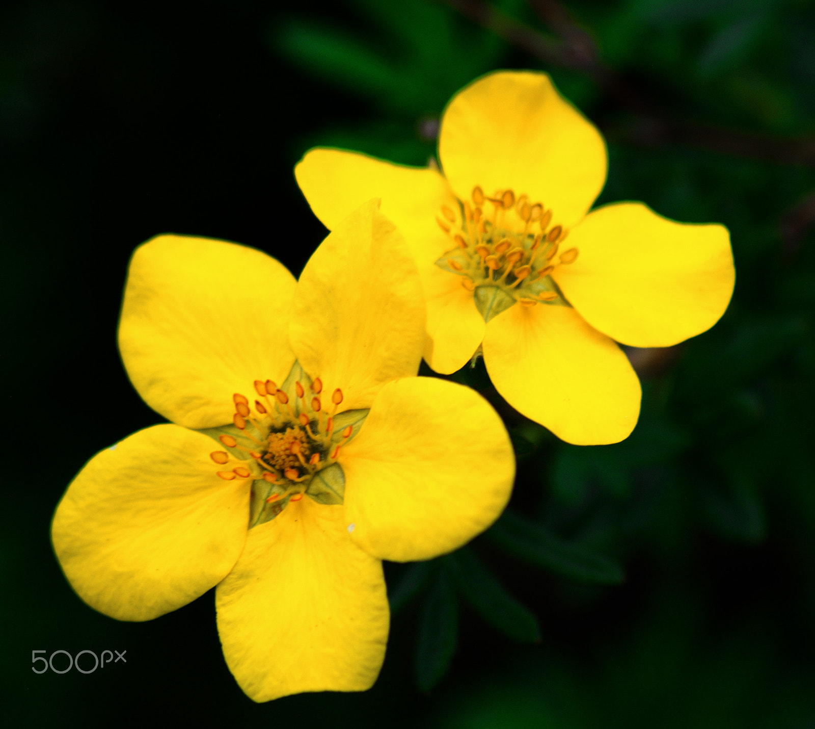 Sigma 70-300mm F4-5.6 APO DG Macro sample photo. Bush cinquefoil potentilla fruticosa photography