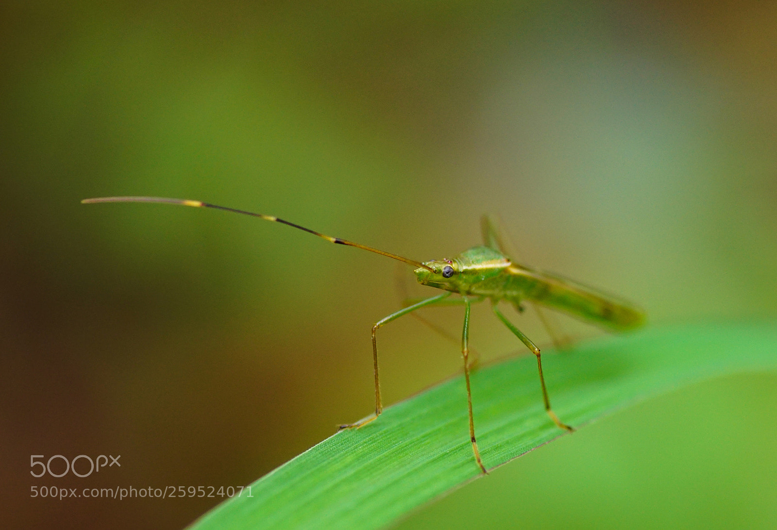 Sony ILCA-77M2 sample photo. Focus on the eyes photography