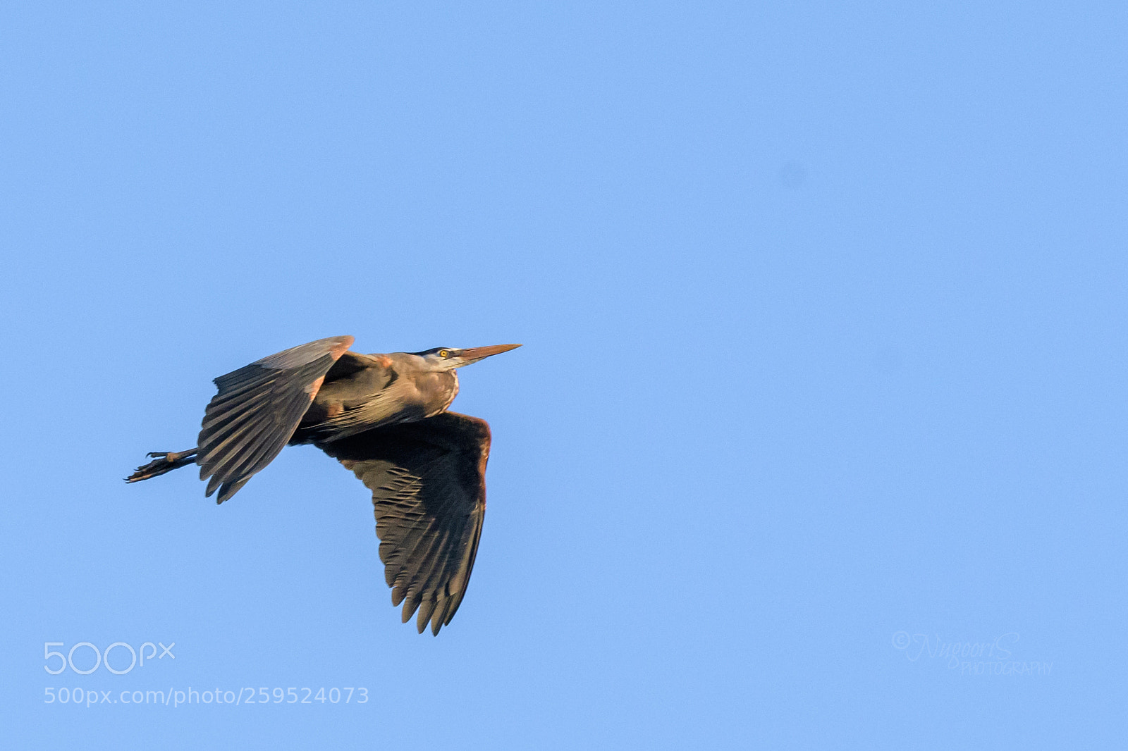 Nikon D500 sample photo. Heron photography